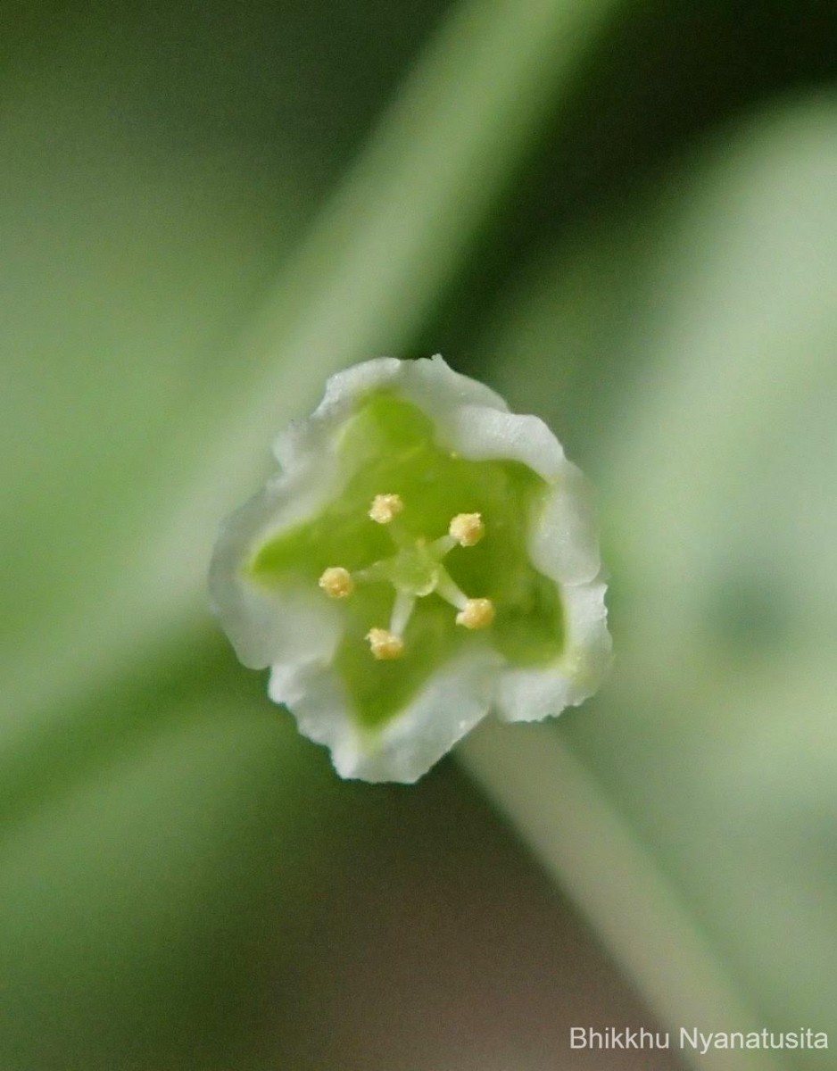 Meineckia parvifolia (Wight) G.L.Webster